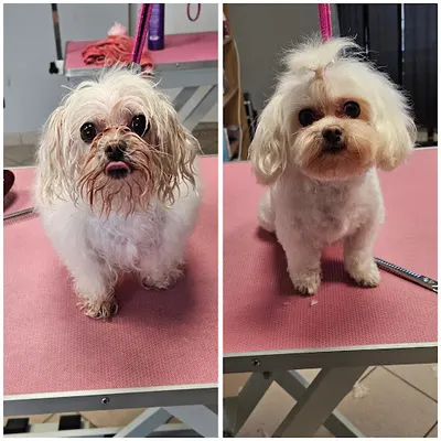 SALON PSIEJ URODY PAULA